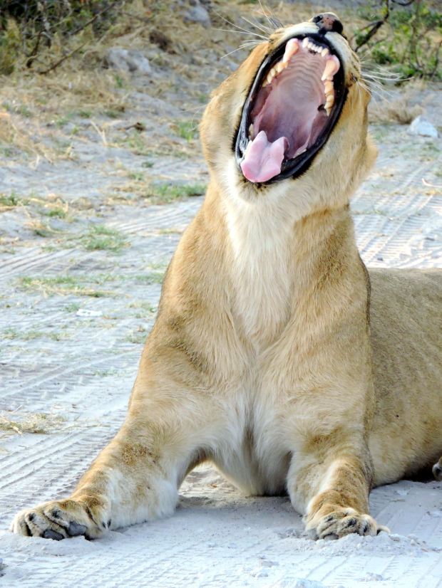 Showing us her "tools"...