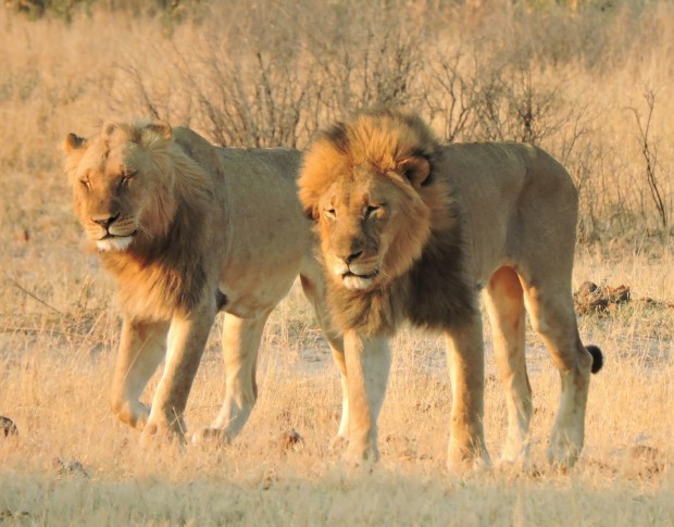 An older male joins in.