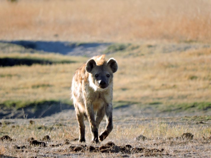 The hyena moving.