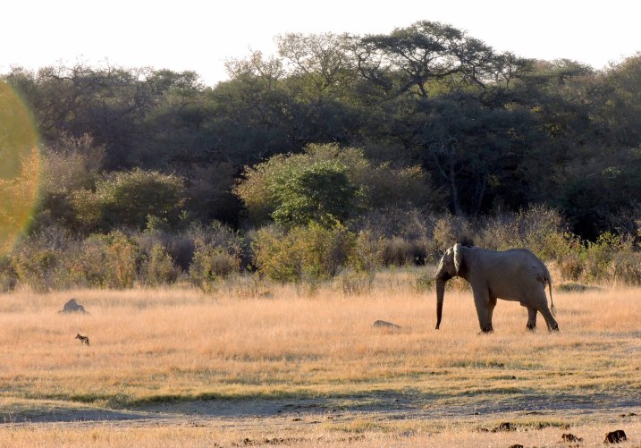 A truly funny stand off!