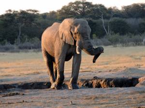 Elephant antiques delayed us...