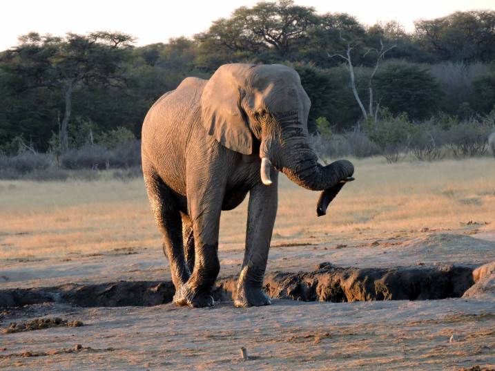 Elephant antiques delayed us...