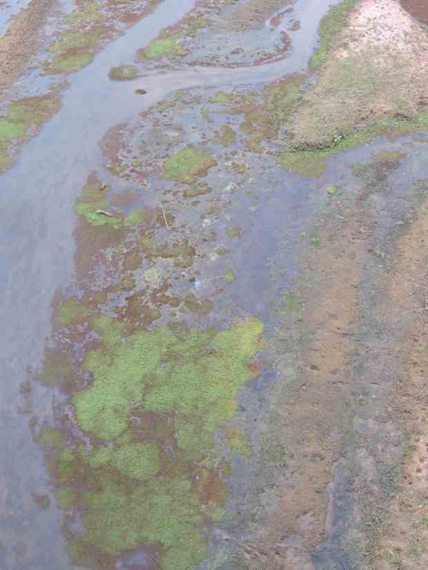 The area preferred by the fish.