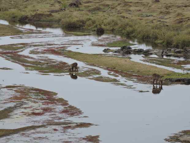 The Letaba River from the bridge.