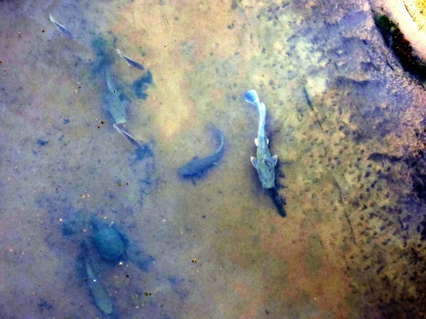 Catfish disturbed by a terrapin.