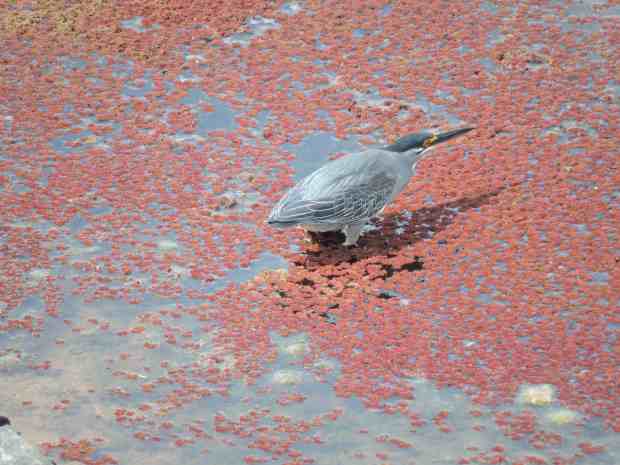 Green-backed heron fishing.