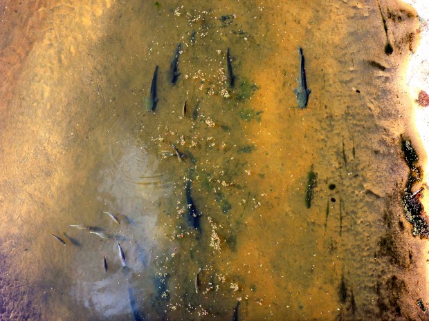 The picture above after the "magic" of Picasa!