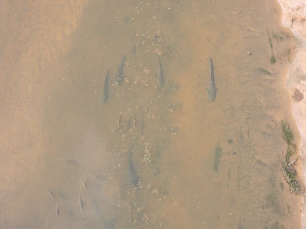 The fish to the naked eye.