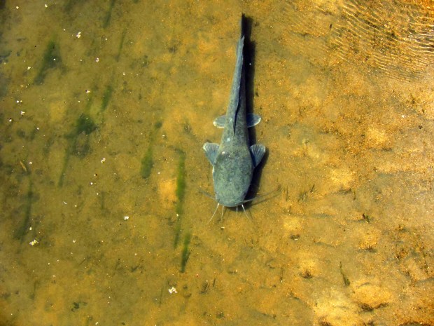 A large catfish.