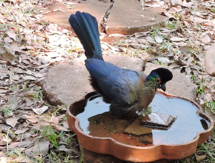 Better pictures of the lourie taken with the Nikon camera and remote control device.