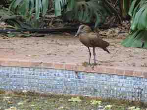 The hamerkop taking up position by the pool.