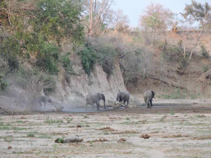 The elephants suddenly appeared (and disappeared!).