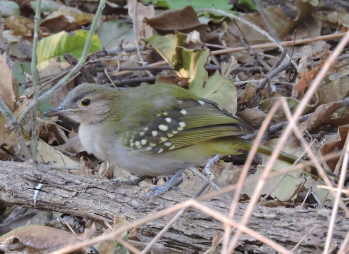 A "Chitake special"! An Eastern Nicator looking for insects in the undergrowth.