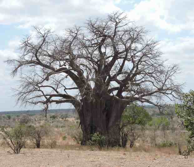 A fine baobab.