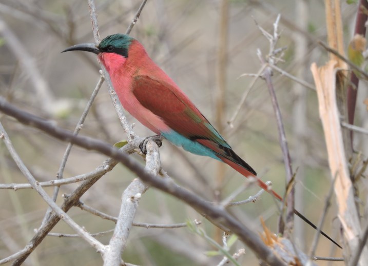 A carmine bee-eater.