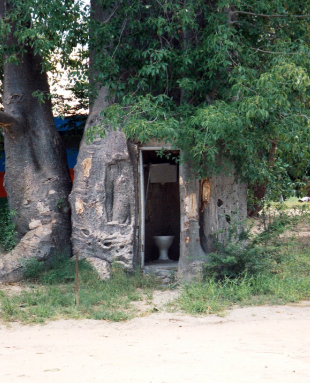 A close up of the "toilet baobab" at Katima Mulilo, Namibia.