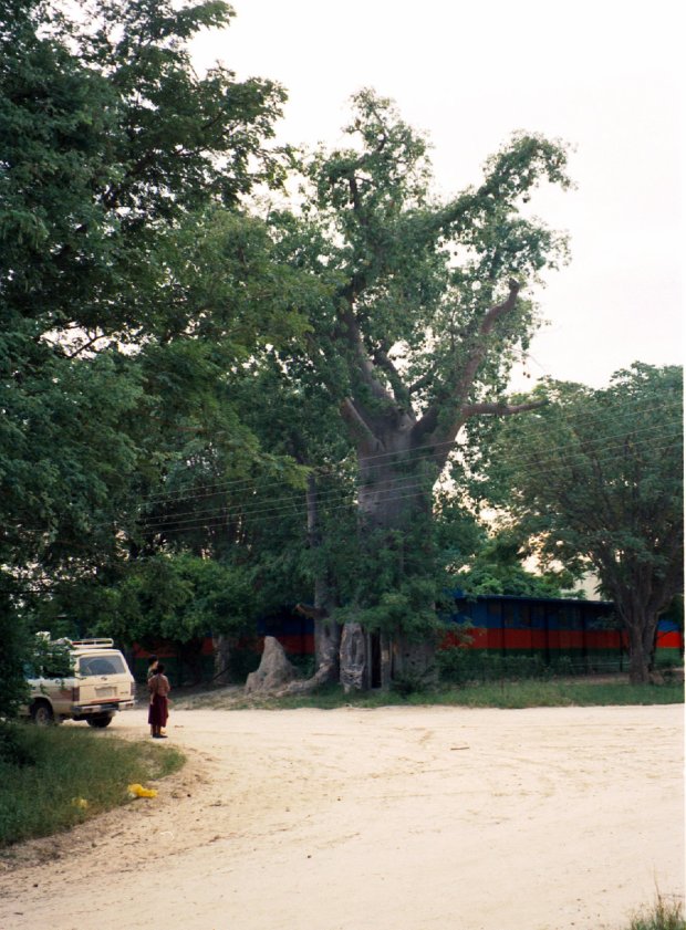 The "toilet baobab" at Katima Mulilo, Namibia.