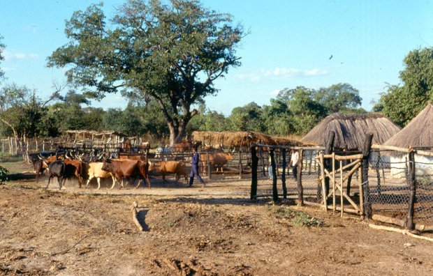 The project site at Lutale, Central Province of Zambia.