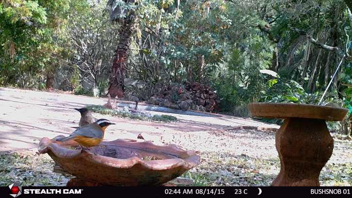 A robin chat and bulbuls.