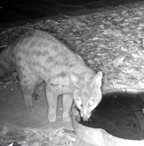 The African civet drinking.