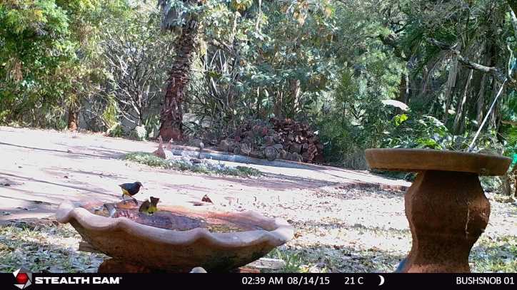 A pair of variable sunbirds.