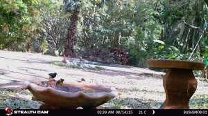 A pair of variable sunbirds.