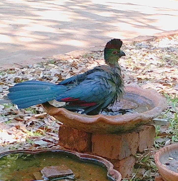 A close-up of a purple-crested lourie.