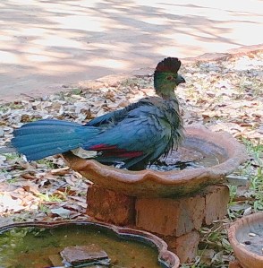 A close-up of a purple-crested lourie.