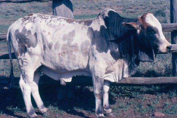 A Boran young bull at Mutara ranch, Kenya.