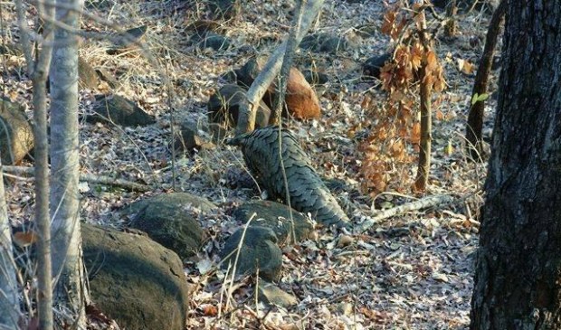 Pangolin release. Picture by Mukululi Ndlovu.