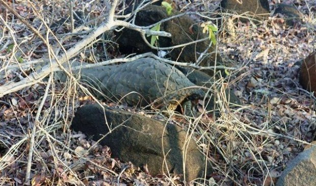 The pangolin. Picture by Mukululi Ndlovu.