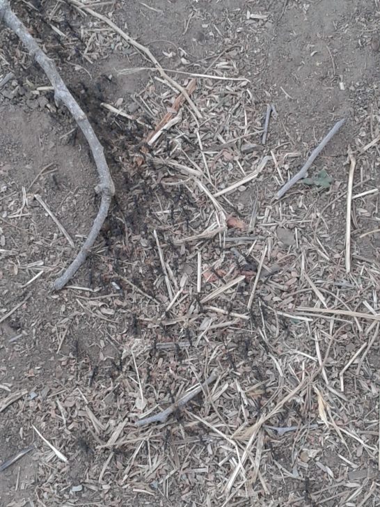 The only picture of the ants, taken by my wife.