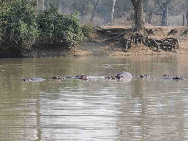 Long pool and hippos.