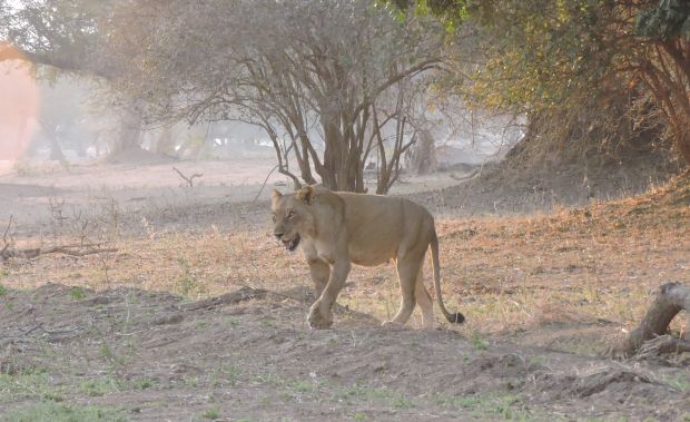 Lioness moving back to the thicket after drinking.