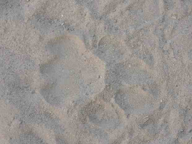 Lion spoor around our camp.
