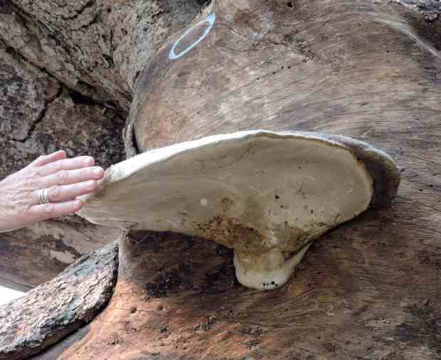 Fungus close-up. The bluish circle above is Nature's.