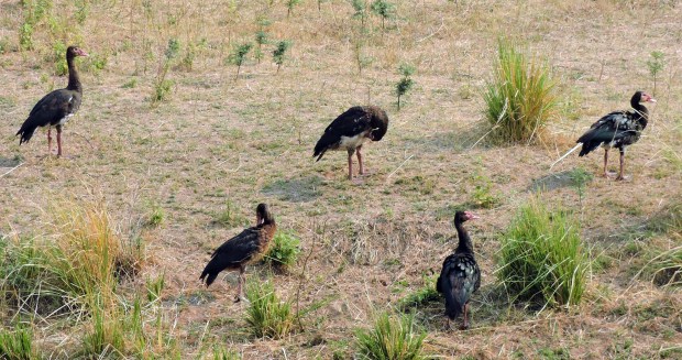Some of the Spurwing geese.