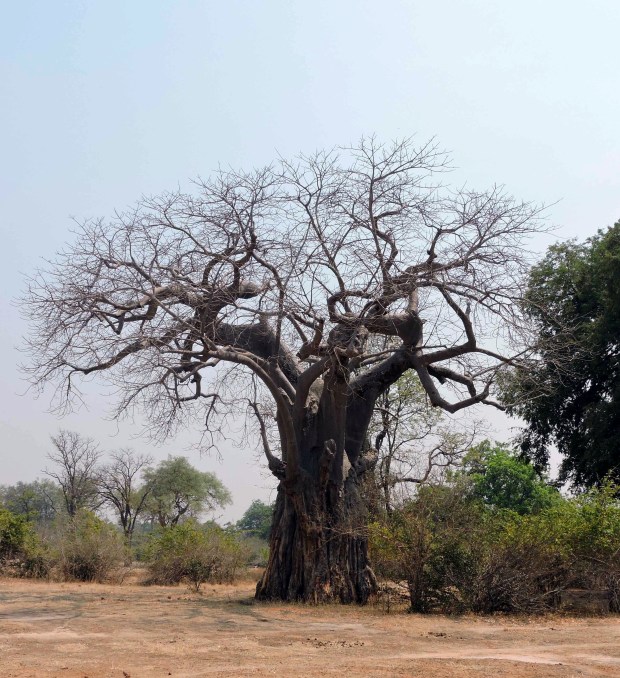 The baobab tree.