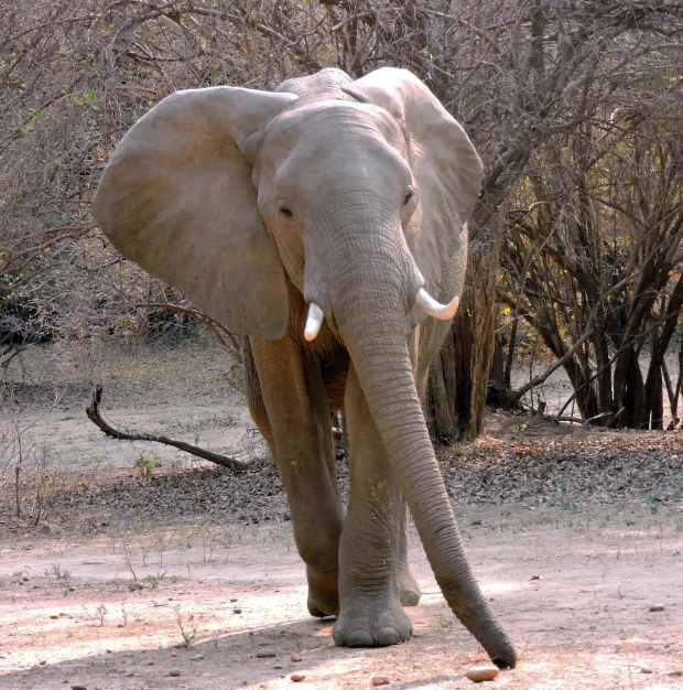 It came quite close...