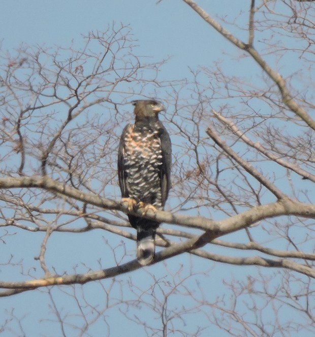 Close-up of the first eagle.