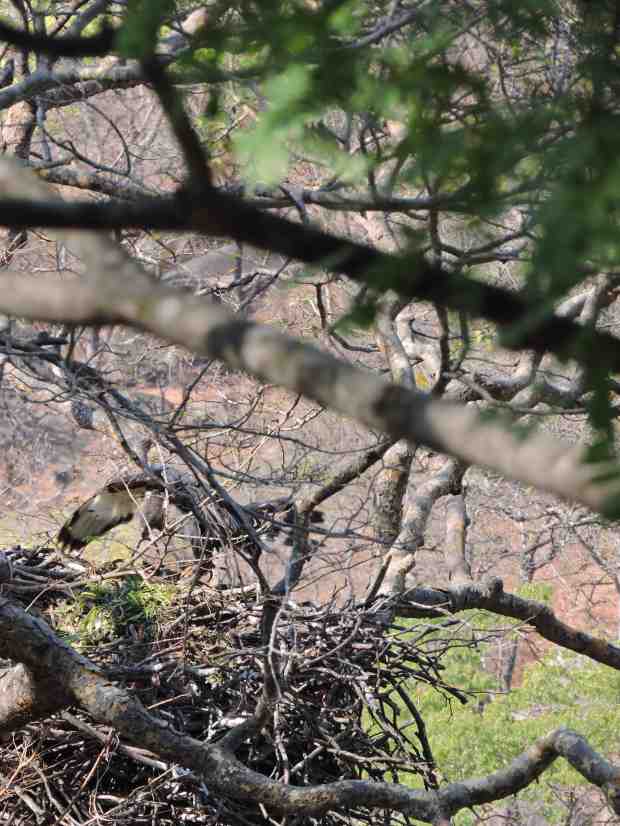 The return of the eagle to the nest and egg moving.