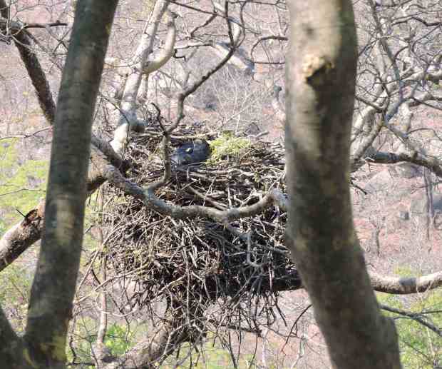 The eagle "sunk" in the nest.