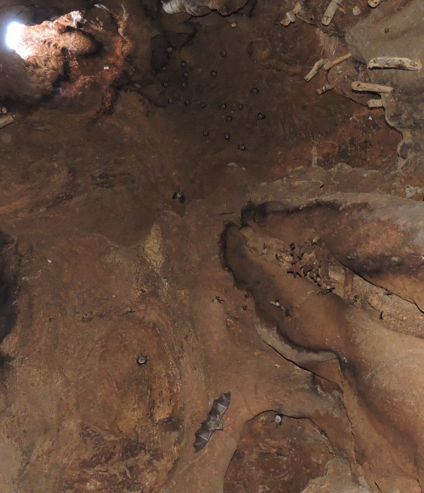 Close-up of the bats.