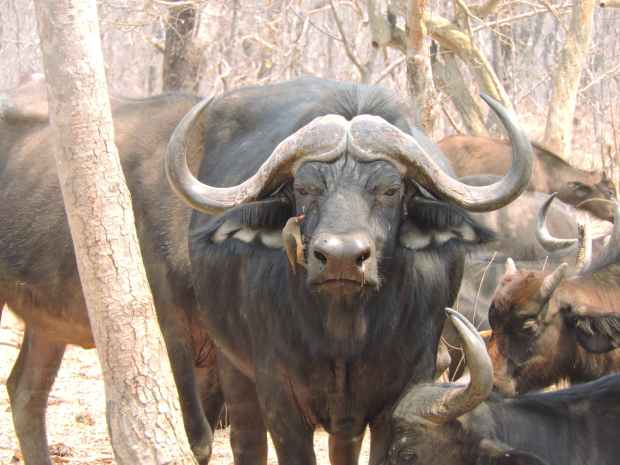 Buffalo being re-introduced.