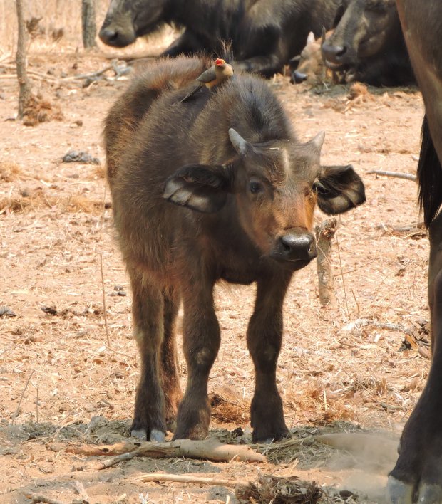 One of the calves.