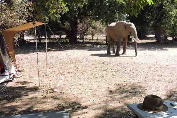 The elephant coming (I forgot to leave my hat on...).