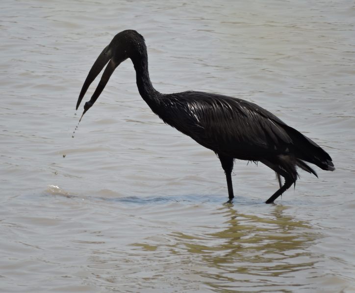 It caught something small and muddy!