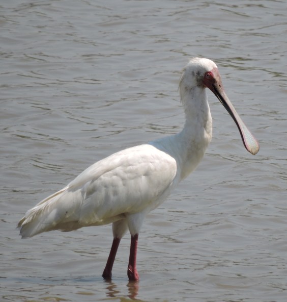 A rare pause in the wadding.