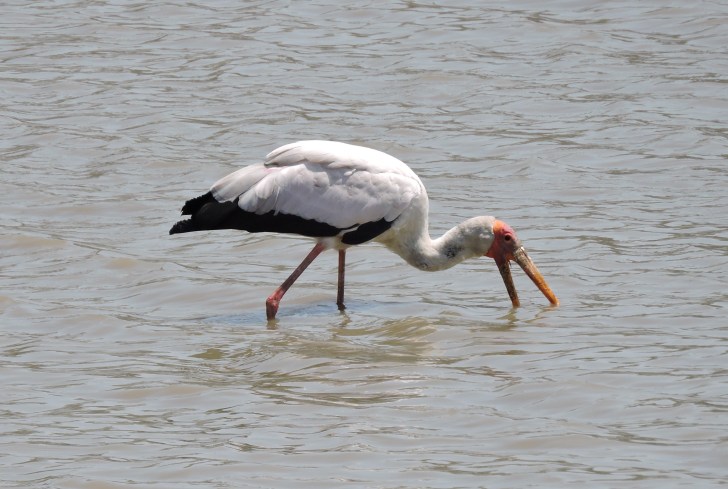 Typical African yellow billed stork feeding pose.