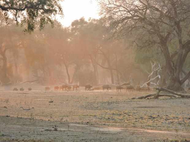 The buffalo marching towards the Zambezi, a few hundred metres from us.